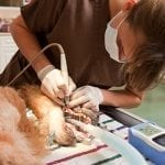 Veterinary Dental
