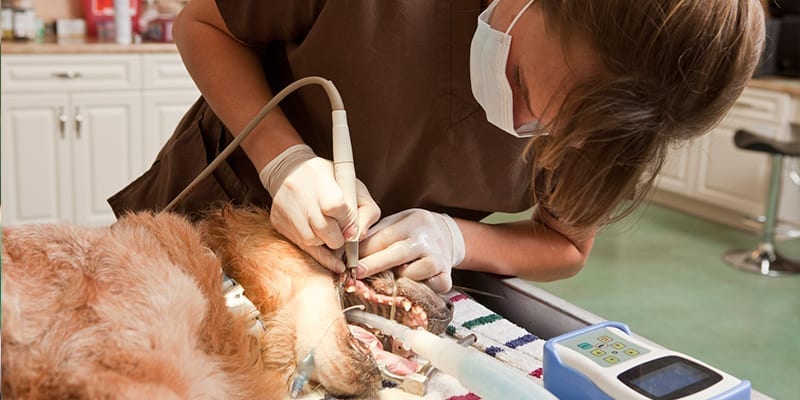 Veterinary Dental