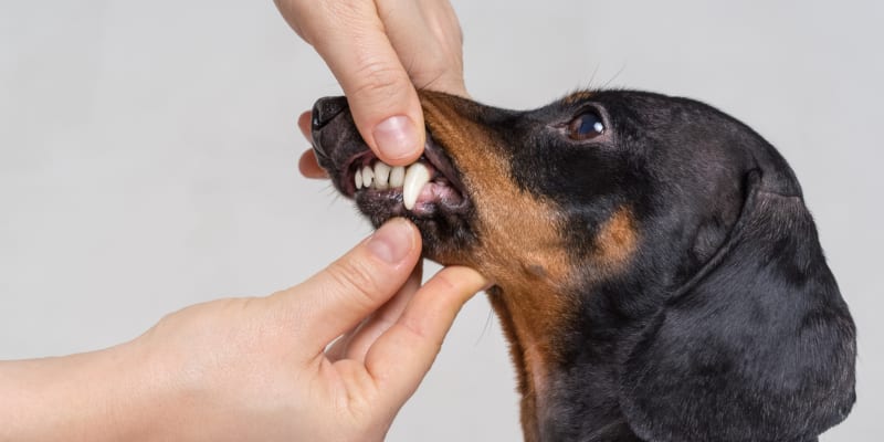schedule veterinary dental appointments today