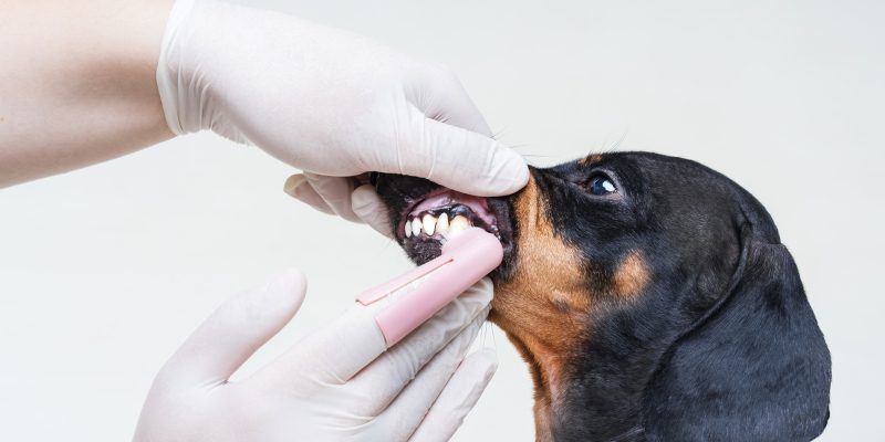 Choosing a Veterinary Dental Table