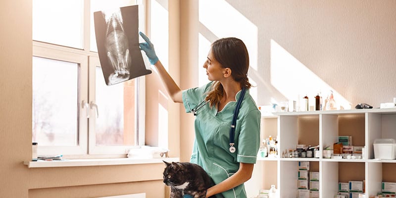 Don't Skip on Offering Veterinary X-ray Services Out of Fear