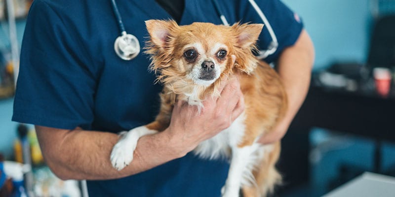 How to Prepare Pets and Owners for a Veterinary Exam