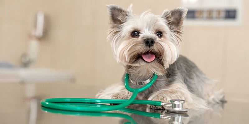 Veterinary Products for the Finishing Touch to Your New Practice