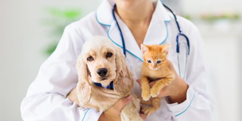 tips for new vet clinic setup that can help you minimize risks