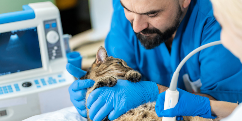 Why Georgian Anesthesia and Medical Corp. Should Be Your Veterinary Equipment Provider for Your New Clinic