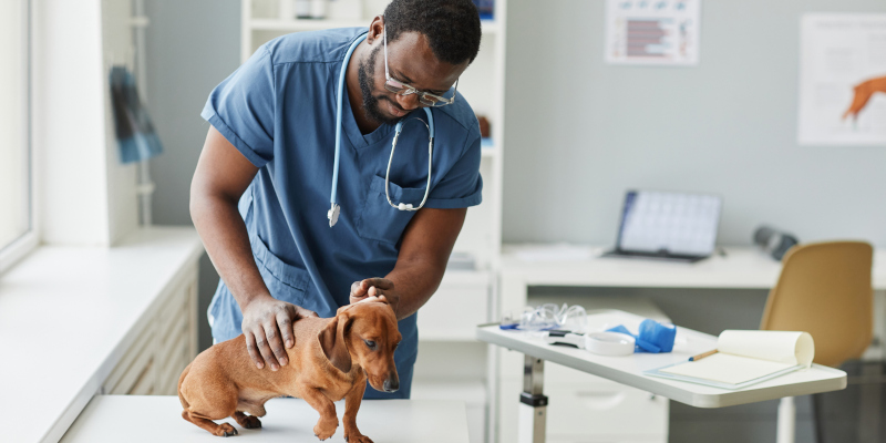 Why You Should Choose Georgian Anesthesia and Medical Corp. for Your Veterinary Clinic Equipment Needs