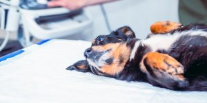 What Conditions Can Animal Laser Therapy Treat?