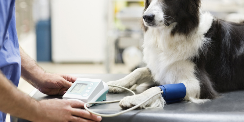 New Veterinary Clinic Setup: 3 Tips for Success