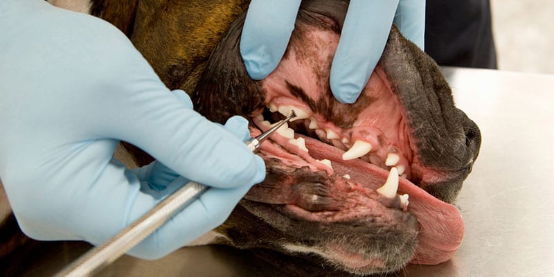 The vast majority of people understand the need for regular dental appointments for themselves, but many either are not aware that their pets need them too or are apprehensive about the veterinary dental process. As a veterinarian that has made the investment into veterinary dental equipment, your next task is to educate your pet owners, so they understand the importance and become comfortable with having it done. Here are a few key points that you can make with them: • Doggie breath! Many dogs love to get close to their owners. Nose to nose, in fact. If they have exceptionally bad breath because of foregoing veterinary dental visits, that isn’t a pleasant experience and can be embarrassing when they show their friendly nature to a guest. • Tooth decay. Without regular dental care, a pet’s teeth can become riddled with cavities just like a person. Even if the pet owner does some dental cleaning at home, it is still important to have it professionally done. • Infection risk. A bad tooth can easily become infected and the outcome can be devastating if the infection travels through the bloodstream to vital organs. • Tooth pain. Nobody wants their pet to be in pain and the sad part is that a pet cannot always relay to its owner that they have tooth pain, yet it could be affecting their appetite and overall health. • Anesthesia risks are low. Any pet, or person for that matter, can have adverse effects from anesthesia. However, with pre-procedure blood work to rule out underlying health conditions, it is rare to have that happen. At Georgian Anesthesia and Medical Corp., we offer a variety of veterinary dental equipment options, including high speed veterinary dental air units, dental x-ray systems, and scaler/polisher equipment. Don’t hesitate to reach out to us if you would like assistance with selecting the right equipment to get started offering dental cleanings or to replace older equipment.