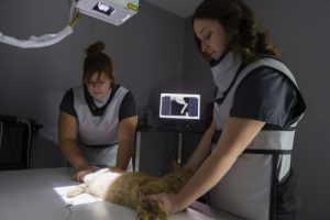 3 Reasons to Use Our Veterinary Equipment Installation Services
