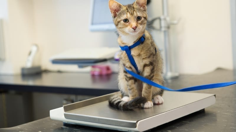 Veterinary Scales in Toronto, Ontario