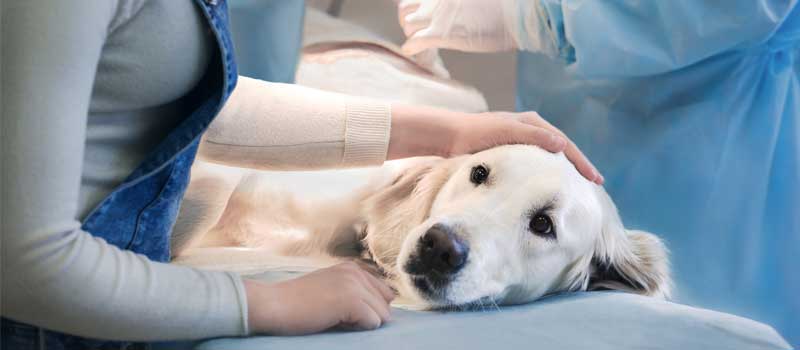 What are the Benefits of Using an Electrosurgical Unit in Your Veterinary Practice?