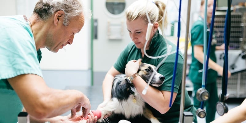 Animal Surgery in Toronto, Ontario