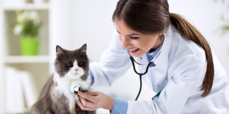 Veterinary Equipment in Vancouver, British Columbia