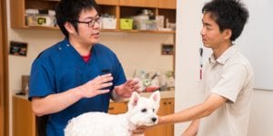 A veterinarian discussing treatment with a pet owner at a animal hospital