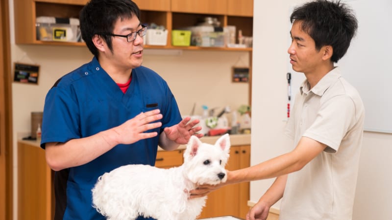 Veterinary Exam in Vancouver, British Columbia