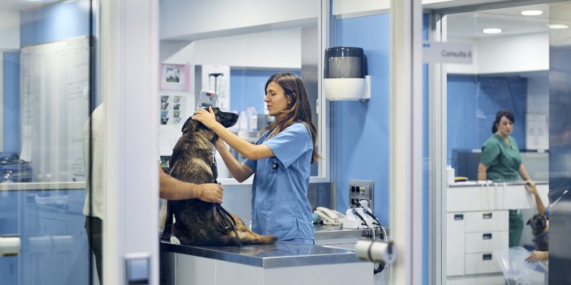 Veterinary Services in Vancouver, British Columbia
