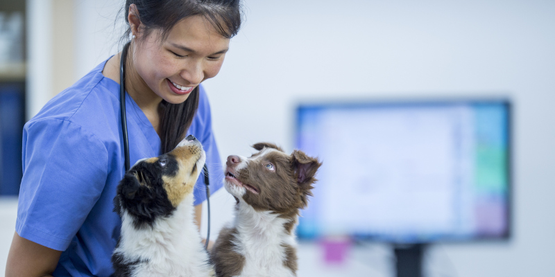 The Difference Between Veterinary Anesthesia Maintenance and Service
