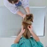 Veterinary Tables in Vancouver, British Columbia