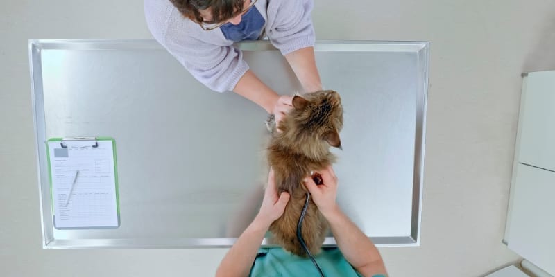 Veterinary Tables in Toronto, Ontario