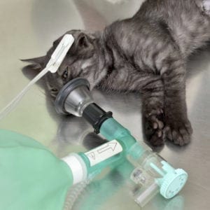 Animal surgery, cat with  anesthesia breathing circuit set