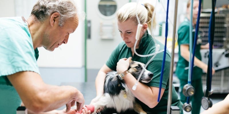 New Veterinary Clinic Setup in Vancouver, British Columbia