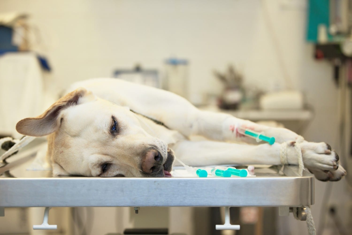 Anesthesia Guidelines for Dogs and Cats